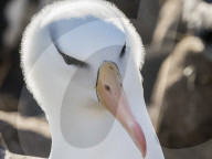 Black-browed albatross, Thalassarche melanophris, at breeding colony on New Island, Falkland Islands.