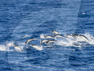 A pod of Southern right whale dolphins, Lissodelphis peronii, traveling at high speed, Southern Atlantic Ocean.
