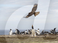 An adult striated caracara, Phalcoboenus australis, harassing a gentoo penguin, New Island, Falkland Islands.