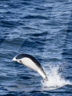 A adult Southern right whale dolphin, Lissodelphis peronii, traveling at high speed, Southern Atlantic Ocean.