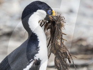 Adult blue-eyed shag, Leucocarbo atriceps, gathering nesting material at Ocean Harbour, South Georgia Island.