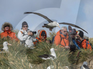 Black-browed albatross, Thalassarche melanophris, in flight near tourists on West Point Island, Falkland Islands.