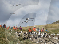 Black-browed albatross, Thalassarche melanophris, in flight near tourists on West Point Island, Falkland Islands.