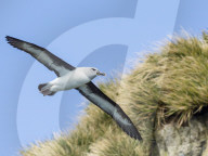 Adult grey-headed albatross, Thalassarche chrysostoma, in flight at Elsehul, South Georgia Island.