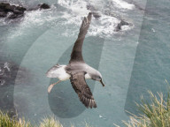 Adult grey-headed albatross, Thalassarche chrysostoma, returning to nest site at Elsehul, South Georgia Island.