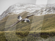 Adult grey-headed albatross, Thalassarche chrysostoma, returning to nest site at Elsehul, South Georgia Island.