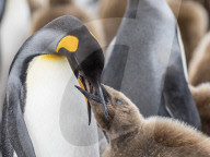 Adult king penguin, Aptenodytes patagonicus, feeding oakum boy chick at Salisbury Plains, South Georgia Island.