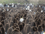 Adult king penguin, Aptenodytes patagonicus, amongst chicks at Salisbury Plain, South Georgia Island.