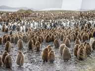 Oakum boy king penguin chicks, Aptenodytes patagonicus, amongst adults at Salisbury Plain, South Georgia Island.