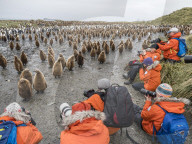 Oakum boy king penguin chicks, Aptenodytes patagonicus, amongst tourists at Salisbury Plain, South Georgia Island.