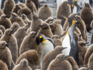 Adult king penguins, Aptenodytes patagonicus, amongst chicks at Salisbury Plain, South Georgia Island.