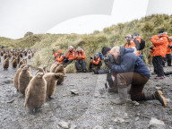 Oakum boy king penguin chicks, Aptenodytes patagonicus, amongst tourists at Salisbury Plain, South Georgia Island.