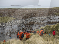 Oakum boy king penguin chicks, Aptenodytes patagonicus, amongst tourists at Salisbury Plain, South Georgia Island.