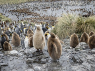Leucistic king penguin chick, Aptenodytes patagonicus, at breeding colony on Salisbury Plain, South Georgia Island.