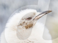 Leucistic king penguin chick, Aptenodytes patagonicus, at breeding colony on Salisbury Plain, South Georgia Island.
