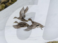 An endemic adult South Georgia pintails, Anas georgica, in flight at Moltke Harbour, Royal Bay, South Georgia Island.