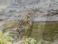 An adult South Georgia pipit, Anthus antarcticus, endemic to South Georgia, Peggotty Bluff, South Georgia Island.