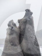 Adult bull southern elephant seals, Mirounga leonina, fighting for territory in Gold Harbour, South Georgia Island.