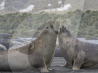 Young bull southern elephant seals, Mirounga leonina, fighting for territory in Gold Harbour, South Georgia Island.