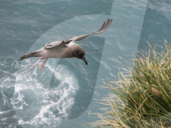 An adult light-mantled albatross, Phoebetria palpebrata, landing at nesting site in Elsehul, South Georgia Island.