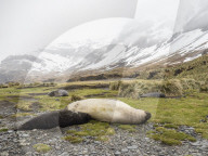 Female southern elephant seal, Mirounga leonina, nursing pup at Fortuna Bay, South Georgia Island.