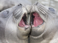 Male southern elephant seal pups, Mirounga leonina, mock fighting in Gold Harbour, South Georgia Island.