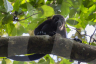 An adult mantled howler monkey, Alouatta palliata, in the forest of Caletas Reserve, Osa Peninsula, Costa Rica.