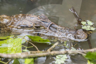 An adult spectacled caiman, Caiman crocodilus, in CaÃ±o Chiquerra, Tortuguero National Park, Costa Rica.
