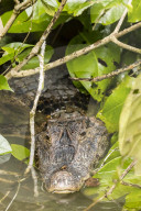 An adult spectacled caiman, Caiman crocodilus, in CaÃ±o Chiquerra, Tortuguero National Park, Costa Rica.