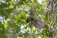 An adult male brown-throated sloth, Bradypus variegatus, in Manuel Antonio National Park, Costa Rica.