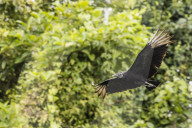 An adult black vulture, Coragyps atratus, in flight at Golfito, Golfo Dulce, Costa Rica.