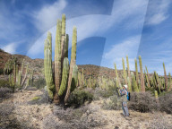 The Sonoran Desert in bloom in the spring on Isla San Esteban, Baja California, Mexico.