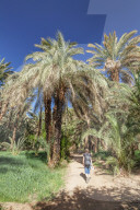 Hiker in a palm grove, Draa Valley, Atlas Mountains, Morocco, North Africa, Africa