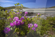 The silver sands of Morar with Eigg and Rhum on the horizon, Highland Region, Scotland, United Kingdom, Europe.