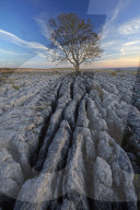 Sunset over a solitary tree growing on the limestone pavement at Malham Lings, North Yorkshire, England, United Kingdom, Europe.