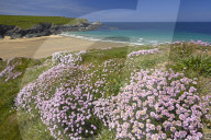 The sandy beach of Porth Joke seen from the thrift covered cliff tops, Cornwall, England, United Kingdom, Europe.