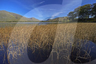 Reed beds on Loch Awe near Kilchurn Castle, Argyll and Bute, Scotland, United Kingdom, Europe.