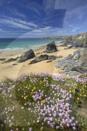 Thrift and Kidney Vetch above Bedruthan Steps, Cornwall, England, United Kingdom, Europe.