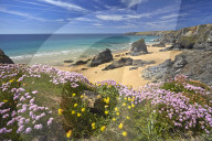Thrift and Kidney Vetch above Bedruthan Steps, Cornwall, England, United Kingdom, Europe.