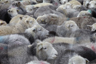 A flock of Herdwick sheep in Cumbria, England, U.K.