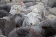A flock of Herdwick sheep in Cumbria, England, U.K.