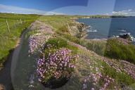 Thrift growing beside the Pembrokeshire coastal path near St Justinian, Wales, U.K.