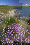 Thrift growing beside the Pembrokeshire coastal path near St Justinian, Wales, U.K.
