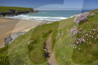 Thrift growing alongside the coastal path above Porth Joke beach near Crantock, Cornwall, England, U.K.
