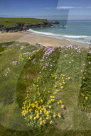 Yellow kidney vetch and pink thrift growing on the clifftops above Porth Joke beach near Crantock, Cornwall, England, U.K.