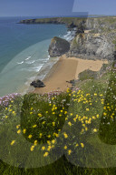 Kidney Vetch growing on the clifftops above Bedruthan Steps, Cornwall, England, U.K.
