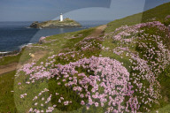 Godrevy lighthouse seen from the thrift covered coastal path at Godrevy Point near Hayle, Cornwall, England, U.K.