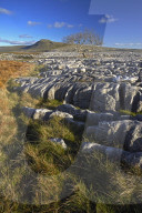Ingleborough seen from the limestone pavement on Twistleton Scar, Yorkshire Dales National Park, North Yorkshire, England, U.K.