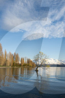 The Wanaka Tree at sunrise, South Island, New Zealand