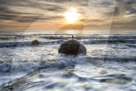 A seagull sat on a Moeraki Boulders at sunrise, Otago, New Zealand